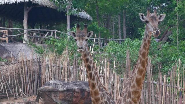 two reticulated giraffes standing gracefully together in the zoo, Wild life in the zoo.