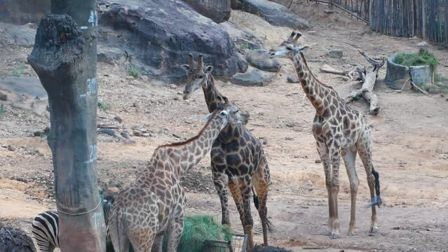 Two  giraffes walking and chewing gracefully together in the zoo, Wild life in the zoo.