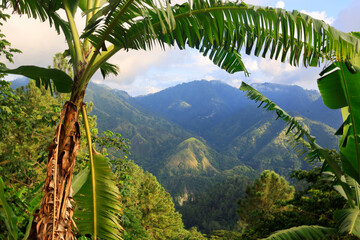 The Blue Mountains in Jamaica, Caribbean, Middle America - obrazy, fototapety, plakaty