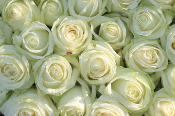 Group of white roses, wedding decorations - 549338183