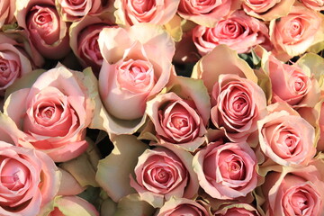 Pale pink roses in bridal arrangement