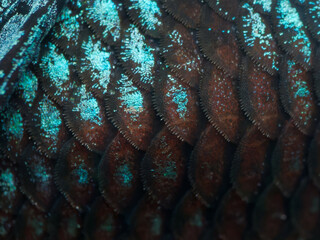 Macro detail of scales on blue and red betta (Betta splendens) siamese fighting fish