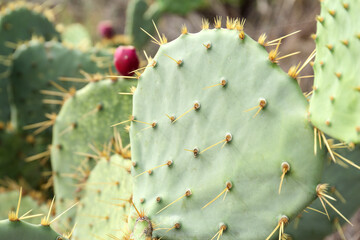 Closeup view of beautiful cactus growing outdoors