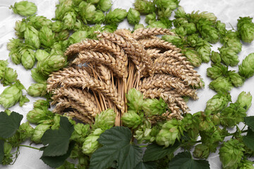 Fresh green hops and ears of wheat on light grey marble table, above view