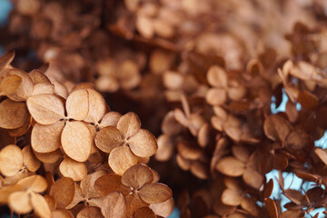 Beautiful dried hortensia flowers, closeup. Space for text