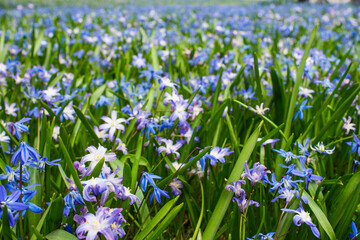 Blue Scilla Siberica flowers field in spring medium shot
