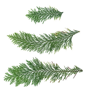 Transparent pine tree leaf, isolated green leaves