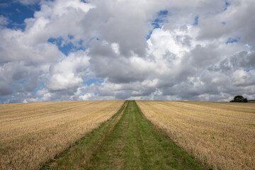 A field with a path leading to the sky filled with clouds, journey or travel concept