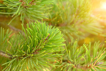 Close-up of a branch of a coniferous tree against a natural background and sunlight.