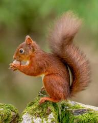 Naklejka na ściany i meble Rare red squirrel with a bushy tail in North Yorkshire, England on a stone wall