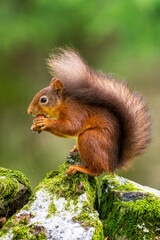 Naklejka na ściany i meble Rare red squirrel with a bushy tail in North Yorkshire, England on a stone wall