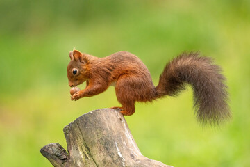 Rare red squirrel in North Yorkshire, England on a log eating nuts side on shot