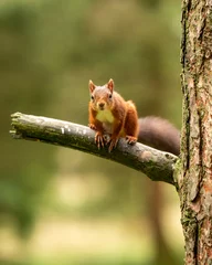 Photo sur Plexiglas Écureuil Rare red squirrel in North Yorkshire, England on a tree branch