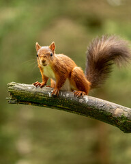 Rare red squirrel in North Yorkshire, England on a tree branch