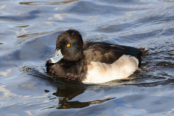 Tufted duck came to Japan for wintering