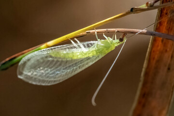 A closeup of an adult Green Lacewing (Genus Chrysoperla). Their larvae are beneficial as they feed on aphids.