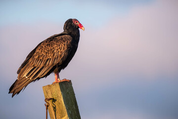 A Turkey Vulture (Cathartes aura) enjoys soaking up the early morning sun. Plenty of copy space.