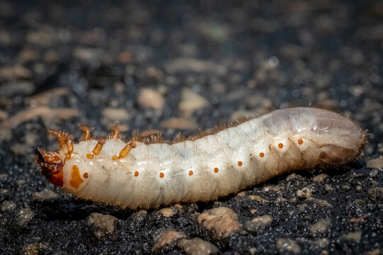 A Grubworm traverses across the road on its back after a rain. Raleigh, North Carolina.