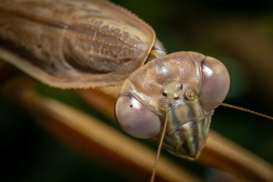 Closeup of the head of a female Chinese Mantis (Tenodera sinensis).