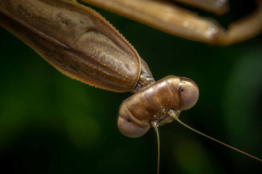 Closeup of the eyes of a female Chinese Mantis (Tenodera sinensis). Good view of the pseudopupil.