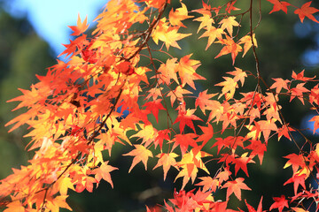 高野山の紅葉