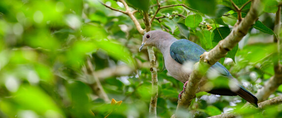 Green imperial pigeon bird perch on a banyan tree.