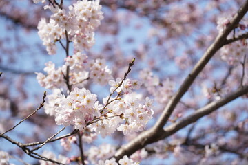Cherry blossoms in full bloom in the blue sky