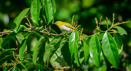 Sri Lankan white-eye bird perch in natural habitat.