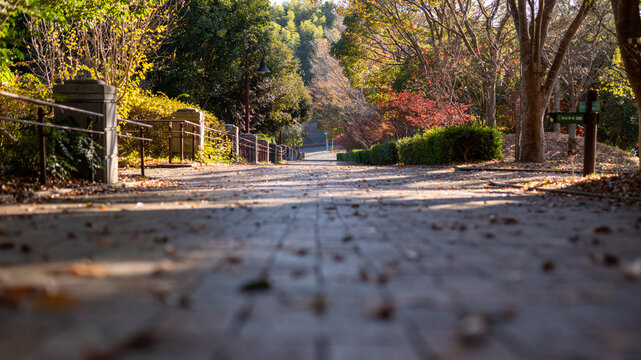 秋への入口（茅ヶ崎里山公園入口）
