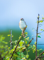 White-browed wren-warbler perch front view close-up portrait shot.