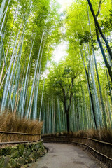 Arashiyama bamboo forest tourist park attraction