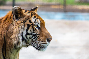 EL tigre