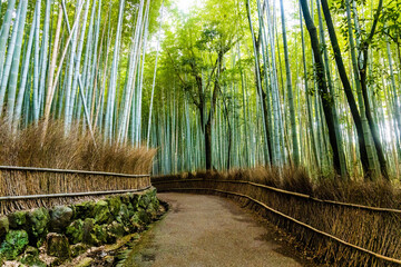 Arashiyama bamboo forest tourist park attraction