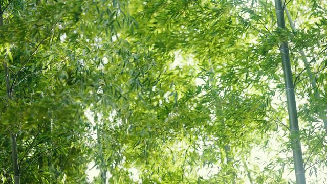 竹林のソローモーション映像