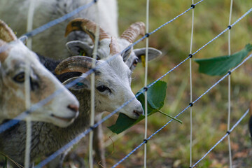 goat and green nature photo