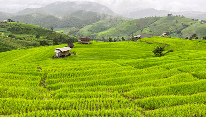 Landscape of Small Old House Surround with Green Paddy Rice Terraces and Mountains in Misty Day in Rainy Season at Ban Pa Pong Piang, ChiangMai Thailand