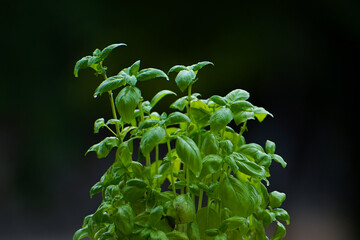fresh green basil leaves pot