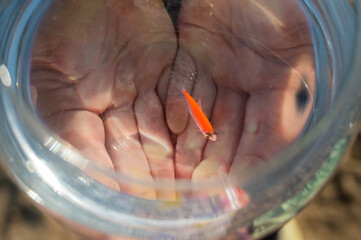 Obraz premium Top view of a round aquarium with a goldfish in female hands. 