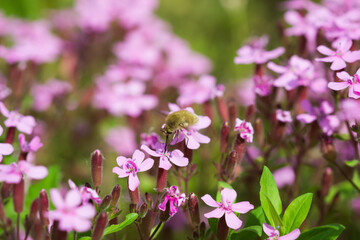 Bombylius major, of the family Bombyliidae, feeding on Saponaria ocymoides, of the family Caryophyllaceae. Central Russia.