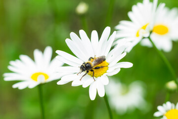Obraz premium Laphria flava, of the family Asilidae, on Leucanthemum vulgare, of the family Asteraceae. Central Russia.
