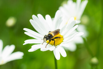 Fototapeta premium Laphria flava, of the family Asilidae, on Leucanthemum vulgare, of the family Asteraceae. Central Russia.