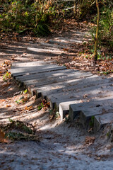 Stairway descending forest trail in sunlight and shade
