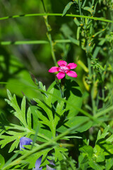 The maiden pink (lat. Dianthus deltoides), of the family Caryophyllaceae. Central Russia.