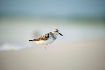 Sanderling wild sea bird looking for food on seaside in summer