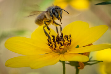 A Western Honeybee (Apis mellifera) coming in for a landing on a yellow flower. Raleigh, North Carolina.