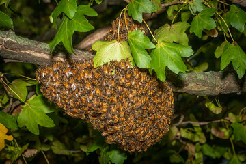 A swarm of Western Honeybees (Apis mellifera) ball up in a maple tree. Raleigh, North Carolina.