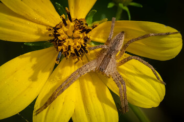 Top view of an American Nursery Web Spider (Pisaurina mira) stakes out on a yellow bloom. Raleigh, North Carolina. - obrazy, fototapety, plakaty