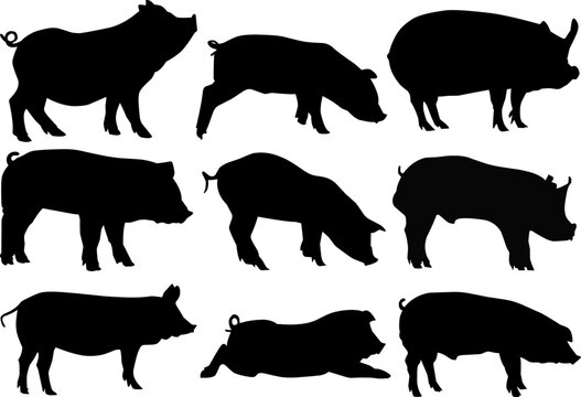 set of pigs