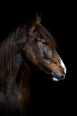 Fototapeta na wymiar Portrait of a beautiful dark chestnut brown arab berber horse yearling in front of black background