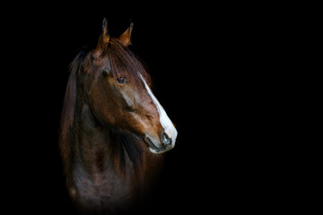 Portrait of a beautiful dark chestnut brown arab berber horse yearling in front of black background